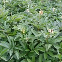 白芍接近产新