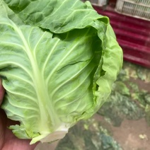 甘肃中甘莲花白
