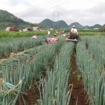 贵州爽爽精品大葱吃味好耐运输，欢迎老板们长期合作