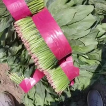 当地精品菠菜上市了
