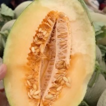哈密瓜晓蜜25