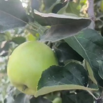 华硕苹果