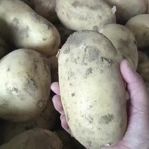 精品沃土土豆，大量上市，品质优良，个头大味道好