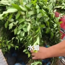 水蜡