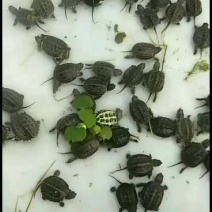 中华草龟苗乌龟干苗大苗江西原产地不限量直供