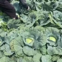 平头圆包菜奥其娜