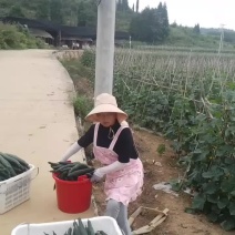 大片黄瓜热卖中，欢迎各位老板前来光临