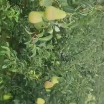 青葫芦梨