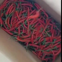 小米椒