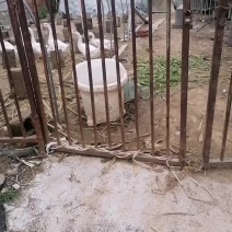 老鹅纯土鹅，散养。
