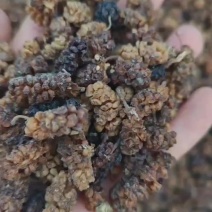 桑椹干桑椹子