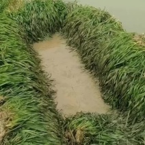 矮生苦草