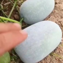 小粉包冬瓜小华玉冬瓜大粉宝冬瓜