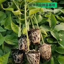 抗性强线椒苗露天保护地均可种植产量高商品率高