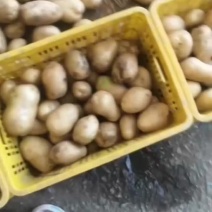 精品土豆，支持各种规格，适应各大批发市场，欢迎来电咨询