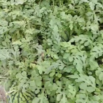 美都大量出货