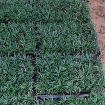苗圃直供方盘玉龙草盆苗玉龙草地苗根系发达成活率好价格实惠