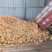 陕西奶油南瓜