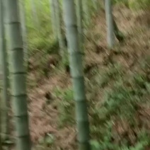 楠竹，海竹