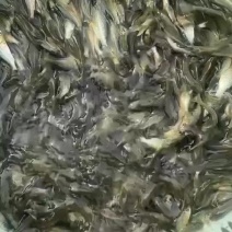 鲤鱼苗