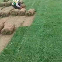百慕大草坪