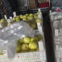 新皇冠梨