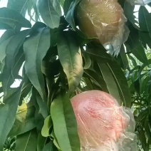 山西运城临猗产地代收代发超越毛桃又脆又甜，硬度好质量保证