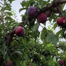 龙李苗，蜂糖李优选