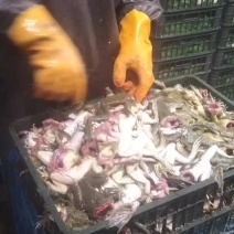 冷冻，现杀牛蛙，