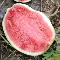 宁河区猛虎精品小二炮