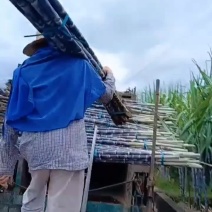 精品广西黑皮甘蔗进入2024岗位中，祝贺各位老板发财
