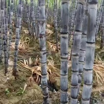 广西黑皮甘蔗，产地一手货源，2024欢迎各位老板前来战备
