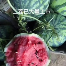 二茬有籽麒麟美都