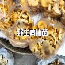 大山野生精选鸡油菌珍贵野生菌产地直供