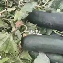河北冬瓜大量供应黑皮铁心《齐头黑皮吊冬瓜》诚信报价！