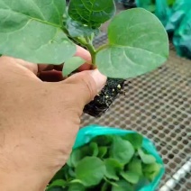 直播的茄苗