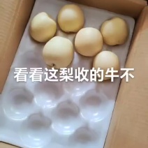 皇冠梨