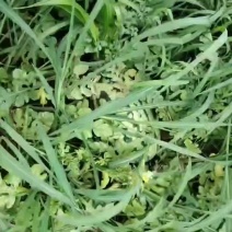 天津宁河猛虎精品小二炮，4米2包上车