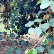 米良一号