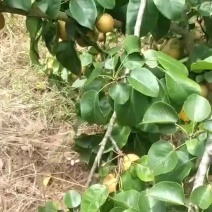 圆黄梨