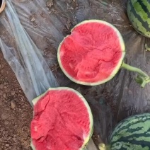 精品麒麟西瓜，大量有货，对接全国市场电商平台