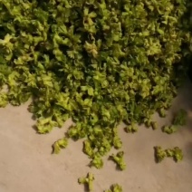 大果榛子，达维，东北大榛子，唐山特产