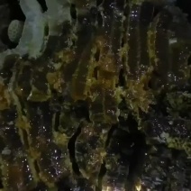 百花蜜