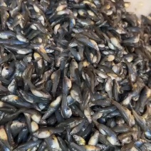 河鱼，淡水鱼，大肚鱼