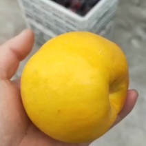 陕西中油8号马上开园，果面干净，个头大