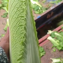 精品绍菜