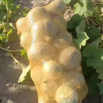新疆哈密银栗南瓜