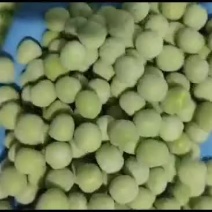 速冻青豆粒腹水青豆粒