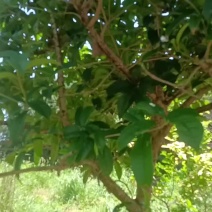 桂花树