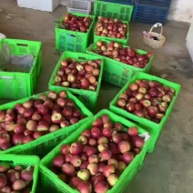 精品红露